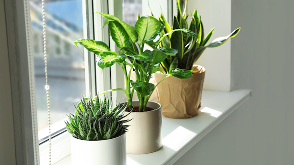Plants on windowsill in sunlight